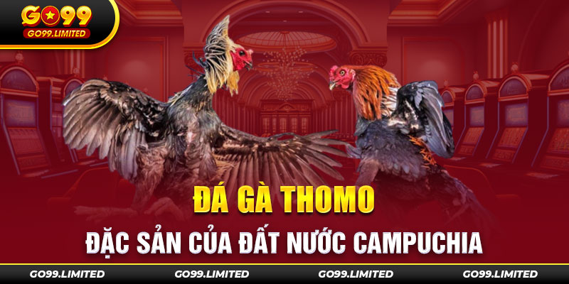 Đá gà Thomo – Sản phẩm cá cược nổi bật của Campuchia