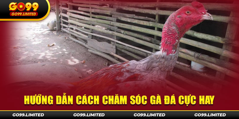 Hướng dẫn cách chăm sóc gà đá